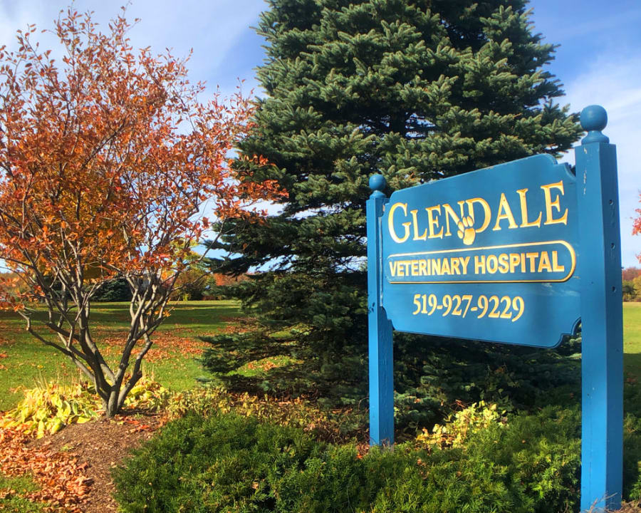 Glendale Veterinary Hospital in Caledon