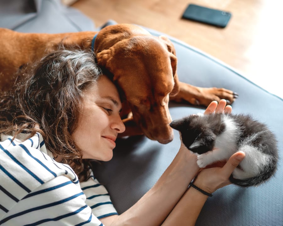 Cat & Dog Wellness Exams, Caledon